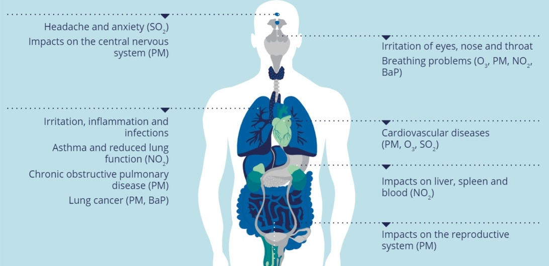Detaljerad anatomisk illustration som visar hälsoeffekter av luftföroreningar på olika kroppssystem, med särskilt fokus på lungcancer som en primär effekt av radonexponering.